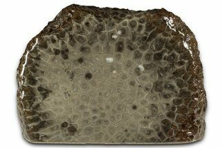 Free-Standing, Petoskey Stone (Fossil Coral) Section - Michigan #356976