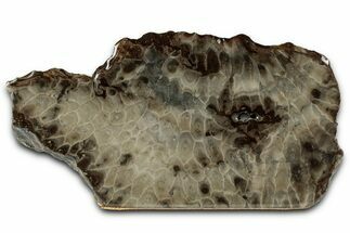 Free-Standing, Petoskey Stone (Fossil Coral) Section - Michigan #356983