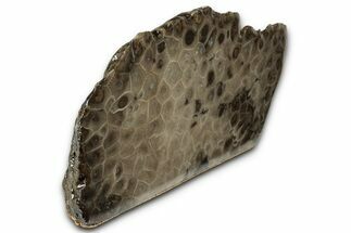 Free-Standing, Petoskey Stone (Fossil Coral) Section - Michigan #356995