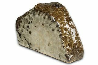 Free-Standing, Petoskey Stone (Fossil Coral) Section - Michigan #356996