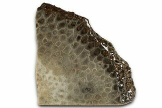 Free-Standing, Petoskey Stone (Fossil Coral) Section - Michigan #357004