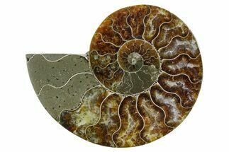 Cut & Polished Ammonite Fossil (Half) - Madagascar #354185
