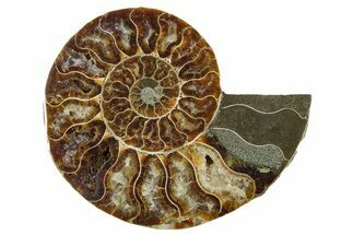 Cut & Polished Ammonite Fossil (Half) - Madagascar #354188