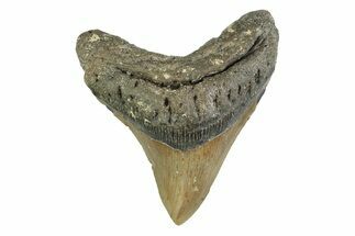 Fossil Megalodon Tooth - North Carolina #354524