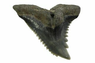 Snaggletooth Shark (Hemipristis) Tooth - South Carolina #354541