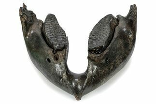 Wide Woolly Mammoth Lower Jaw With M Molars - Poland #357012