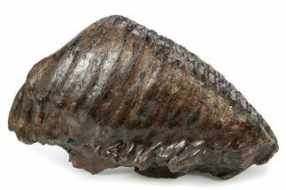 Fossil Woolly Mammoth Upper M Molar - Poland #357014