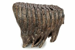 Buy Mammoth