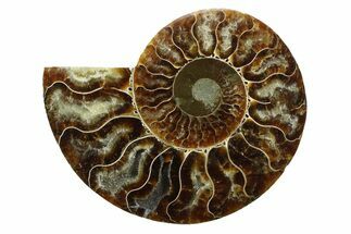 Cut & Polished Ammonite Fossil (Half) - Madagascar #354131