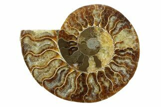 Cut & Polished Ammonite Fossil (Half) - Madagascar #354141