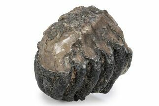 Partial Southern Mammoth Molar - Hungary #357028