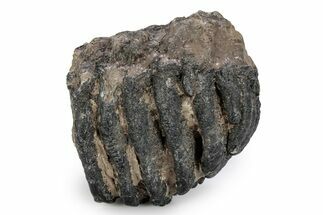 Partial Southern Mammoth Molar - Hungary #357028