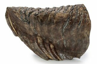 Fossil Woolly Mammoth Lower M Molar - Poland #357040