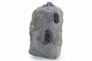 Four Gerastos Trilobite Fossils With Cyphaspis - Morocco #356906