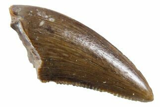 Serrated, Dromaeosaurid Theropod (Acheroraptor?) Tooth - Montana #357007