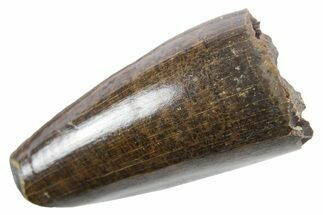 Cretaceous Fossil Crocodilian Tooth - Montana #357010