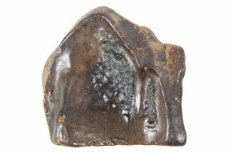 Fossil Dinosaur (Triceratops) Shed Tooth - Wyoming #357037