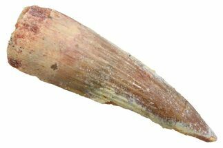 Juvenile Fossil Spinosaurus Tooth - Real Dinosaur Tooth #354815