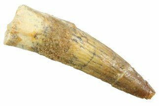 Juvenile Fossil Spinosaurus Tooth - Real Dinosaur Tooth #354824