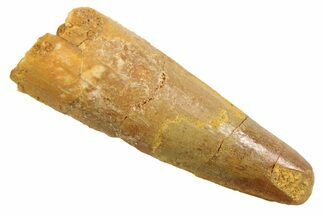Juvenile Fossil Spinosaurus Tooth - Real Dinosaur Tooth #354832