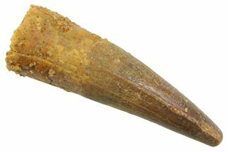 Juvenile Fossil Spinosaurus Tooth - Real Dinosaur Tooth #354843