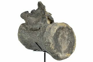 Sauropod Caudal Vertebra w/ Metal Stand - Bone Cabin Quarry #357041