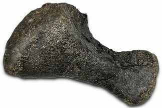 Fossil Sauropod Metatarsal Bone - Bone Cabin Quarry, Wyoming #357053