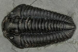 Calymene Niagarensis Trilobite Fossil - New York #357067