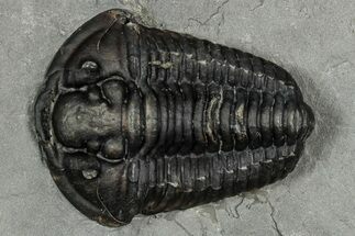 Calymene Niagarensis Trilobite Fossil - New York #357071