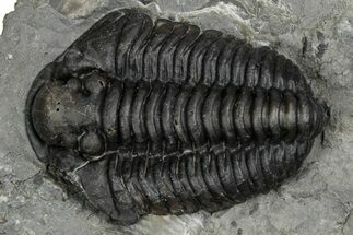 Calymene Niagarensis Trilobite Fossil - New York #357080