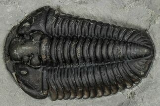 Calymene Niagarensis Trilobite Fossil - New York #357085