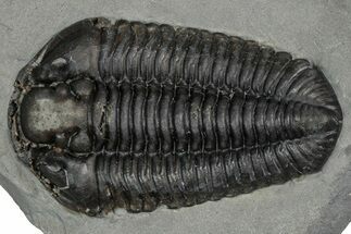 Calymene Niagarensis Trilobite Fossil - New York #357092