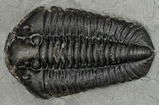 Calymene Niagarensis Trilobite Fossil - New York #357096