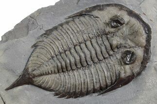 Dalmanites Trilobite Fossil - New York #357123