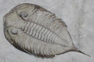 Dalmanites Trilobite Fossil - New York #357131