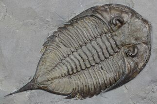 Dalmanites Trilobite Fossil - New York #357134