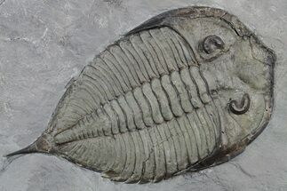Dalmanites Trilobite Fossil - New York #357139