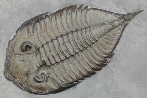 米国産 三葉虫 化石 Dalmanites limulurus Large, 3.1