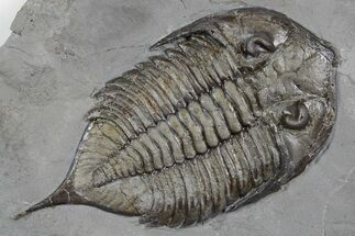 Dalmanites Trilobite Fossil - New York #357146