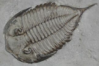 Dalmanites Trilobite Fossil - New York #357150