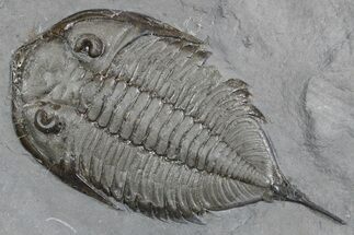 Dalmanites Trilobite Fossil - New York #357152