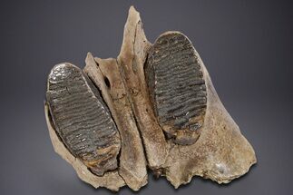 Sub-Adult Woolly Mammoth Upper Jaw - North Sea #357061