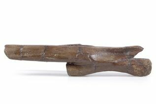 Premium Specimens For Sale