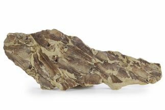 Fossil Fish (Gosiutichthys) Mortality Plate - Wyoming #357156