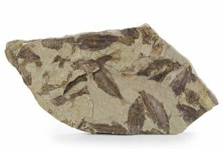 Fossil Fish (Gosiutichthys) Mortality Plate - Wyoming #357159