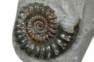 Jurassic Ammonite (Promicroceras) Fossil - Lyme Regis #357115