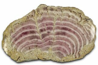 Polished Jurassic Fossil Sponge (Solenopora) - England #357118