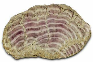 Polished Jurassic Fossil Sponge (Solenopora) - England #357120