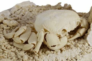 Fossil Crab (Potamon) Preserved in Travertine - Turkey #351023