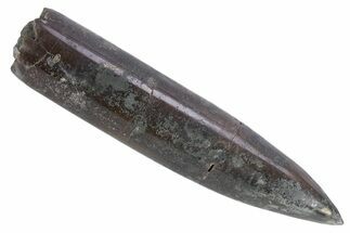 Jurassic Fossil Belemnite Rostrum - England #357342